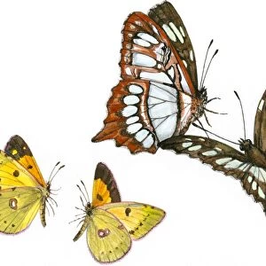 Illustration of pair of Swallowtail (Papilio) butterflies flying above small moths