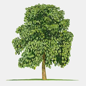 Illustration of Pangium edule (Kepayang), large tree with green leaves