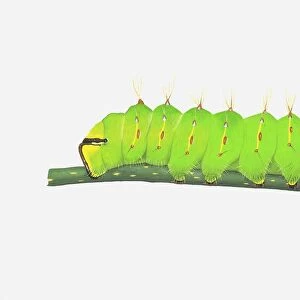 Illustration of Polyphemus Moth (Antheraea Polyphemus) caterpillar on stem