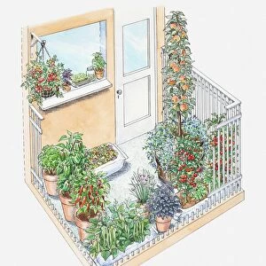 Illustration of potted herbs and fruit trees on a small patio area