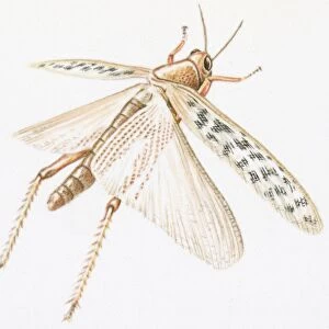 Illustration of Red Locust (Nomadracis septemfasciata) with spread wings