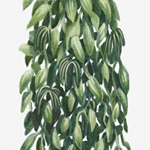 Illustration of Vanilla planifolia (Flat-leaved Vanilla) with large flat leaves