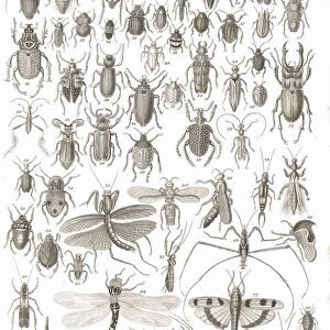 Insects old litho print from 1852