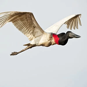 Jabiru Stork (Jabiru mycteria) in flight, Pousada Rio Claro Lodge
