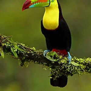 Keel-billed Toucan (also known as sulfur-breasted toucan or rainbow-billed toucan)