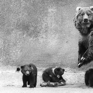 Kodiak Bear Family