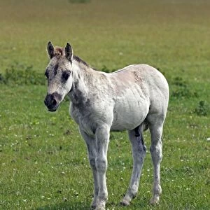 Konik horse (Equus przewalskii f. caballus), colt, tarpan or wild horse, backbreeding