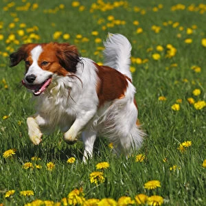 Kooikerhondje or Kooiker Hound -Canis lupus familiaris-, young male dog running across a meadow