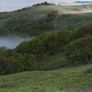 Landscape from Bald Hills Road with oak trees, lupine, green hills and fog. Redwood National Park, California, USA
