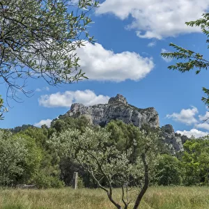 Landscape with mountain and olive trees (Olea europaea), St. Remy, Provence, France