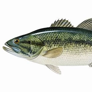 Largemouth Bass (Micropterus salmoides)