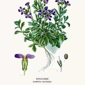 Lilacbush or purple rock cress