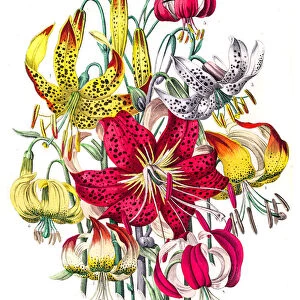 Lily flowers engraving 1853