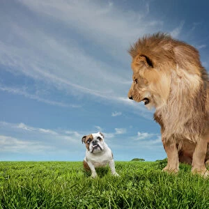 Lion Intimidating An English Bulldog