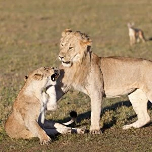 Lion and lioness fighting -Panthera leo- fighting, Masai Mara National Reserve, Kenya, East Africa, Africa, PublicGround