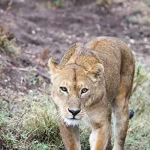 Lioness (Panthera leo) walking along road