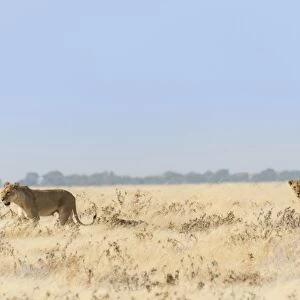 Lionesses -Panthera leo- walking through steppe, Etosha National Park, Namibia