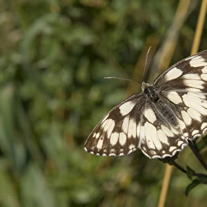 Marbled White butterfly (Melanargia galathea)