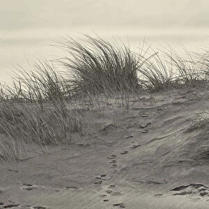 Marram Grass on the Northumberland Coastline