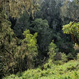 Montane rainforest, Kilimanjaro National Park