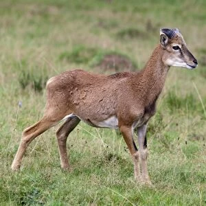 Mouflon (Ovis orientalis), Daun wildlife park, Rhineland-Palatinate, Germany, Europe
