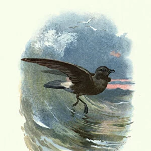 Natural history, Birds, European storm petrel (Hydrobates pelagicus)
