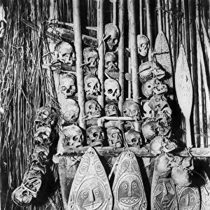 New Guinea Skulls