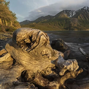 Old log on the shores of Kathleen Lake being lit by the warm light of the setting sun, Kluane National Park