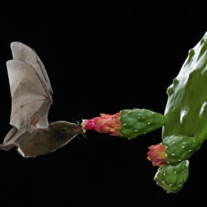 Orange nectar bat