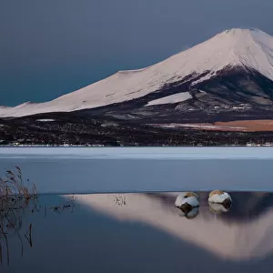 A pair of mute swans in Lake Kawaguchi in the reflection of Mt. Fuji, Japan