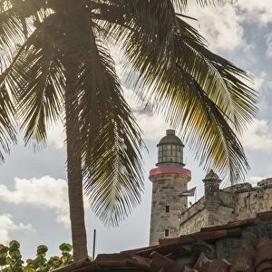 Palm tree near El Morro Fortress, Havana, Cuba