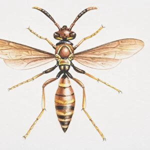 Paper Wasp, Polistes sp. front view