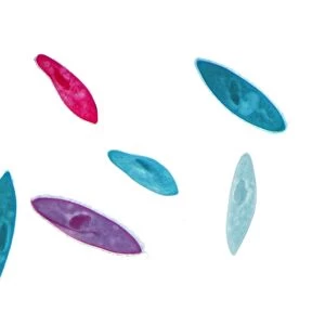 Paramecium -Paramecium-, dyed in different colours, permanent preparation, photomicrography
