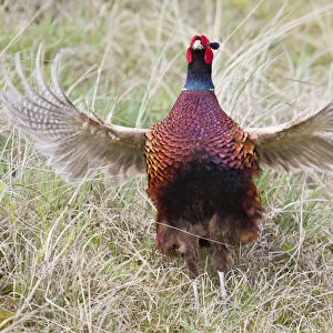Pheasant -Phasianus colchicus-, flutter jump, Texel, The Netherlands
