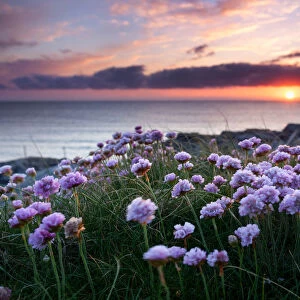 Pink flowers by the sea at sunset, Outer Hebrides, Scotland