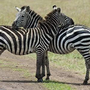 Plains Zebra -Equus quagga burchelli-, typical position for mutual insect repellent, Msai Mara, Kenya