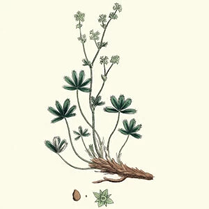 Plants, Alchemilla alpina, alpine lady s-mantle, 19th Century print