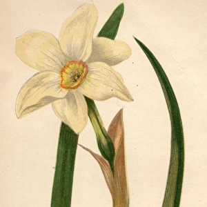 Poets Narcissus