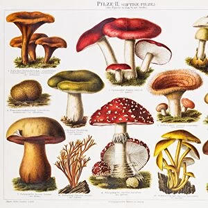 Poisonous Mushrooms Chromolithograph 1896