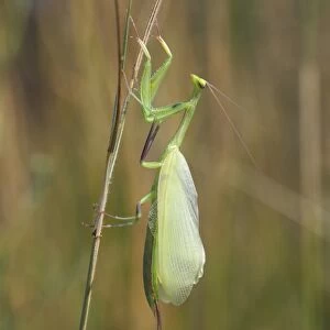 Praying Mantis -Mantis religiosa-, newly hatched, Hackelberg nature reserve, Burgenland, Austria