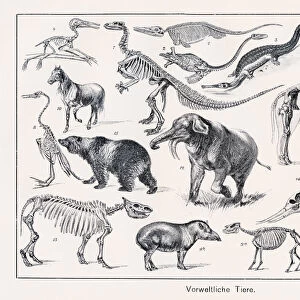 Prehistoric Animals Chromolithography 1899