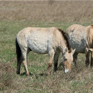 Przewalskis horses -Equus ferus przewalskii-, Burgenland, Austria, Europe