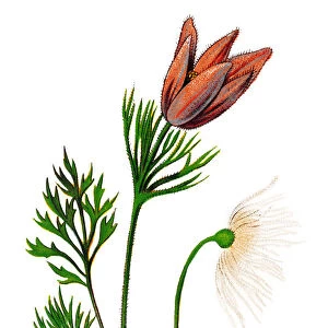 Pulsatilla vulgaris (pasque flower, pasqueflower, common pasque flower, European pasqueflower, Danes blood)