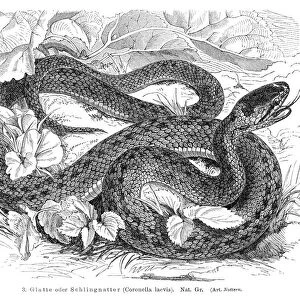 Rat snake engraving 1896