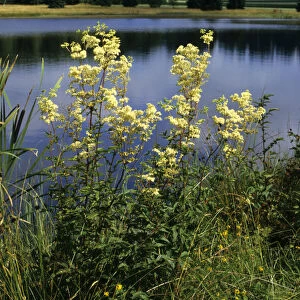 Real meadowsweet (Filipendula ulmaria), Weiherwiesen, Swabian Alb, Baden-Wuerttemberg, Germany, Europe