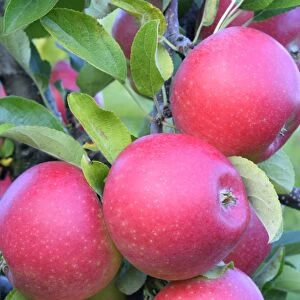 Red apples, Braeburn cultivar, Baden-Wurttemberg, Germany