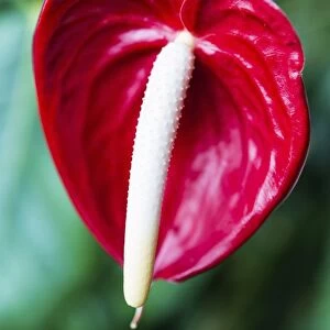 Red Flamingo Flower -Anthurium paradiso-