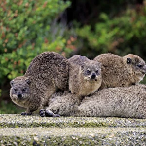 Rock Hyraxes -Procavia capensis- adult female with three young, social behavior, Bettys Bay, Western Cape, South Africa