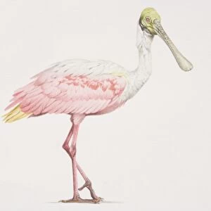 Roseate Spoonbill (Ajaia ajaja), tall bird with a pink and white body and a green head and long beak