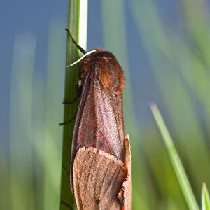 Ruby Tiger, Ruby Tiger Moth (Phragmatobia fuliginosa)